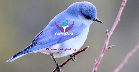 Caring Bird Consultancy LTD, Barnsley