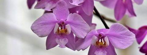Orchids Care, Doncaster
